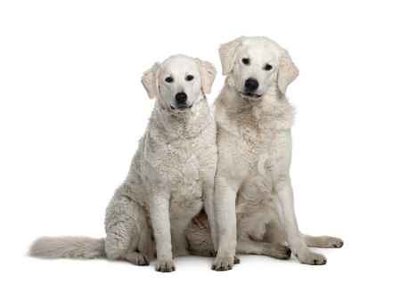 Kuvasz Adults