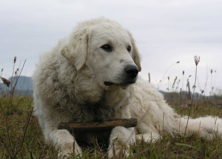 Kuvasz dog breed