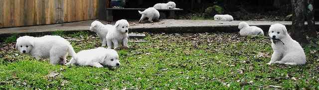 Kuvasz Puppies Playing in the Yard