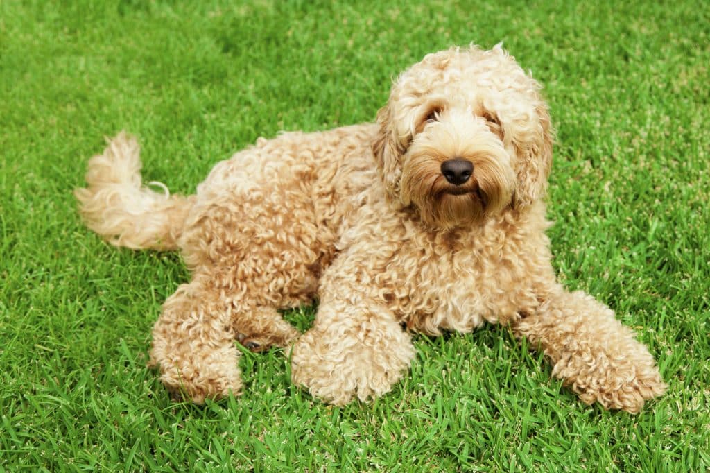 Cute golden labradoodle in California