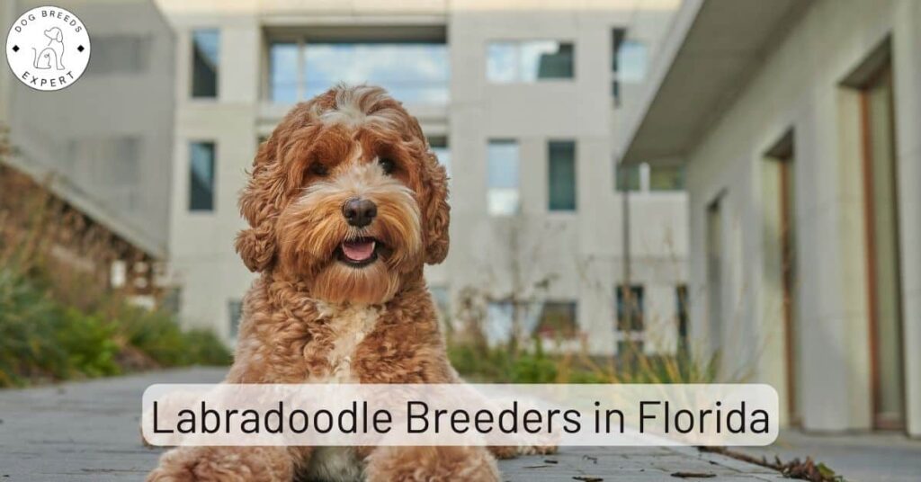 Labradoodle Breeders in Florida [2023] | List of 7 Local Breeders