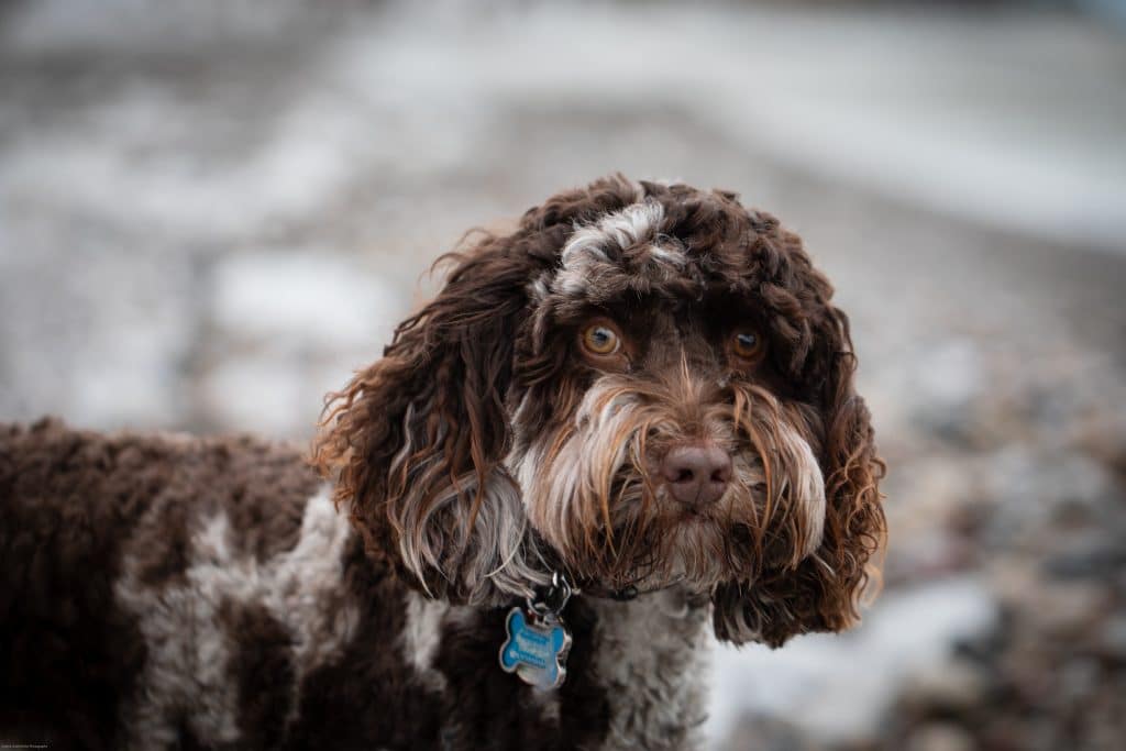 Beautiful Labradoodle dog in Georgia