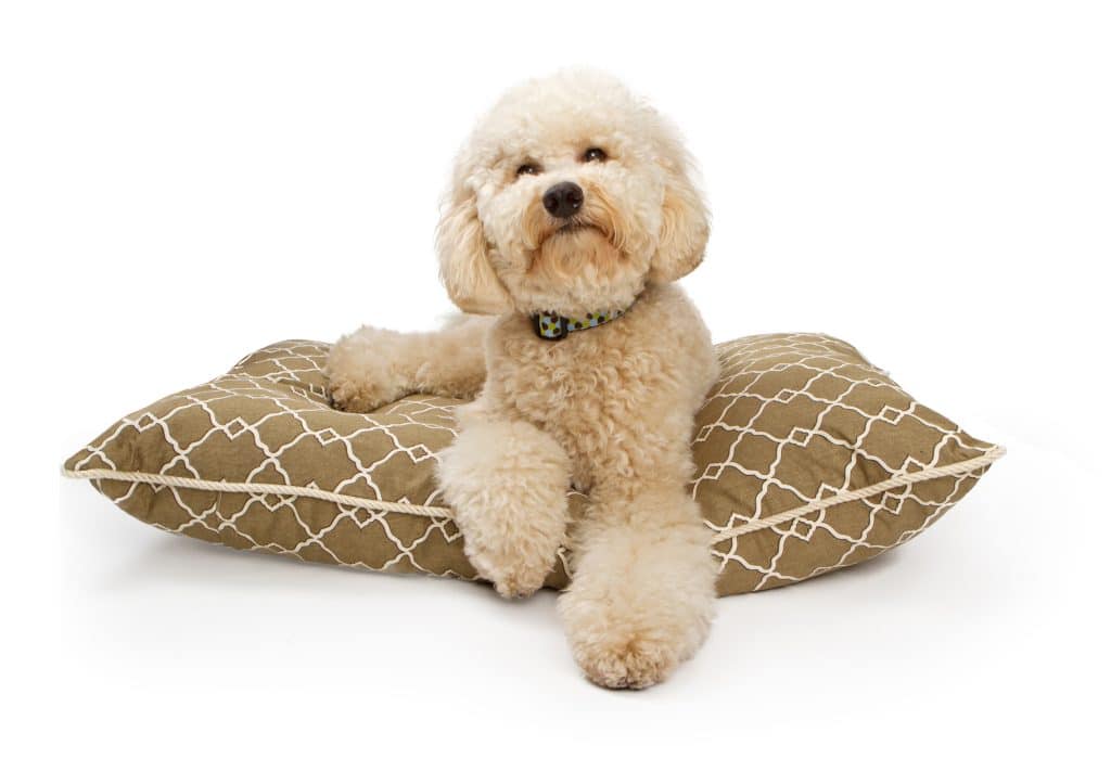 Labradoodle Dog sitting on bed in Illinois