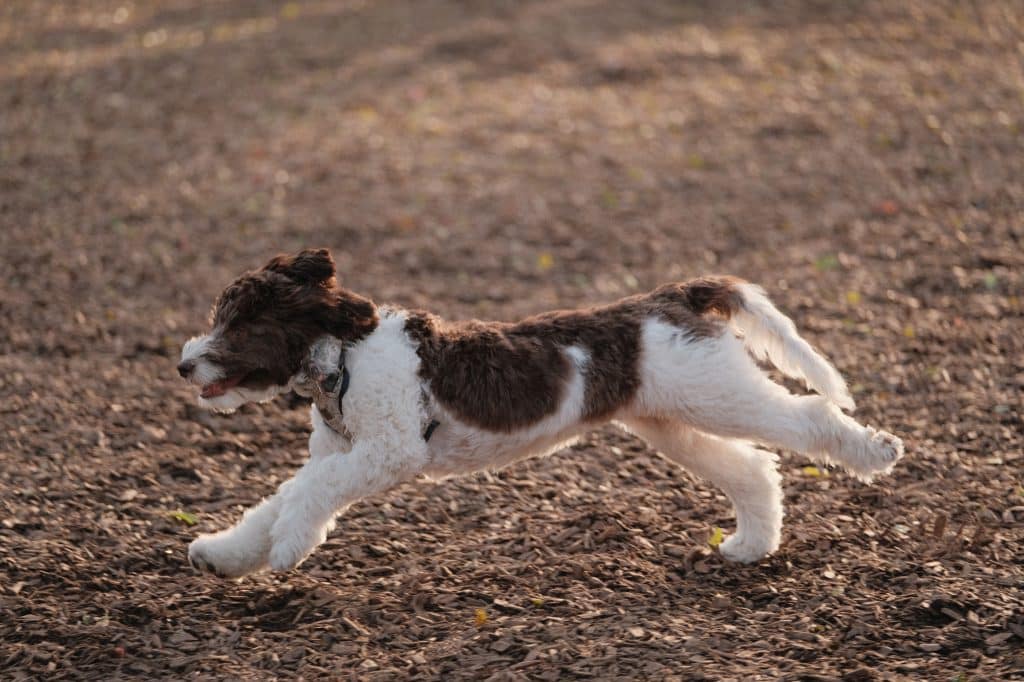 Beautiful Labradoodle running outdoors in Michigan