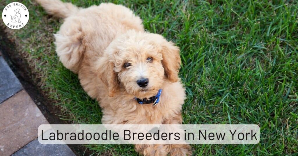 Labradoodle Breeders In New York [2023] | List of 7 Local Breeders