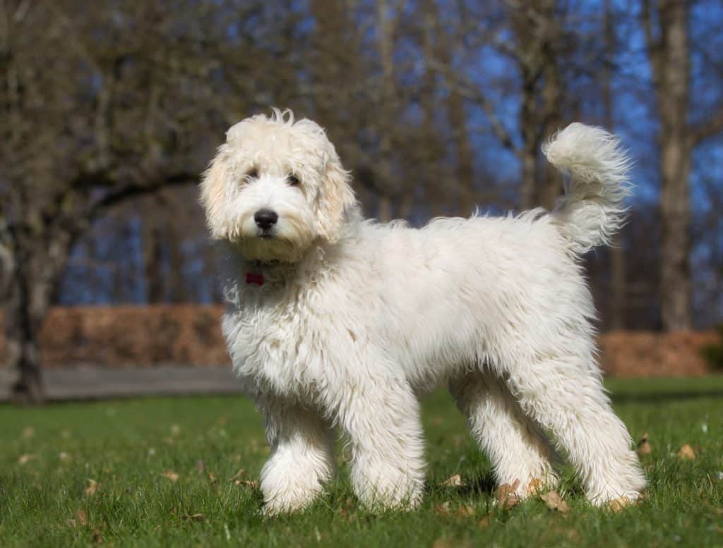 Cute Labradoodle dog without a leash in New York