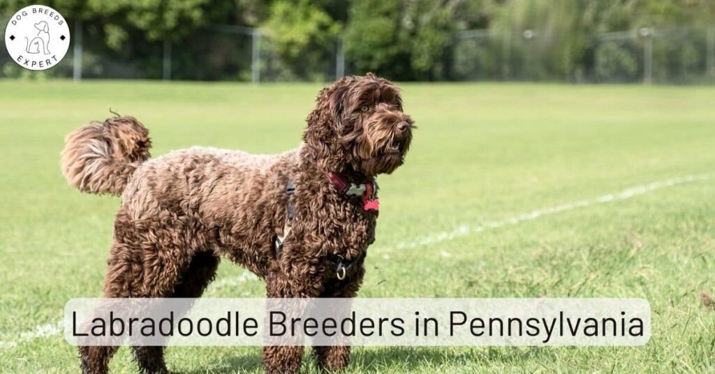 Labradoodle Breeders in Pennsylvania [2023] | List of 5 Local Breeders