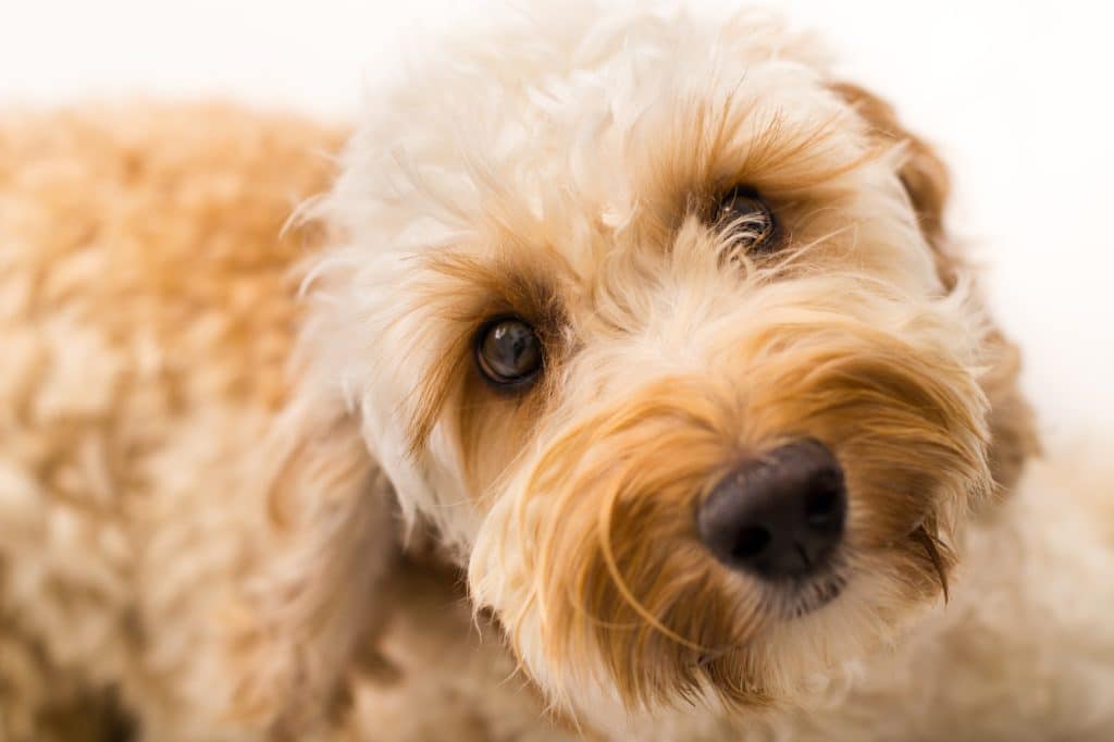 Beautiful Labradoodle dog in Pennsylvania