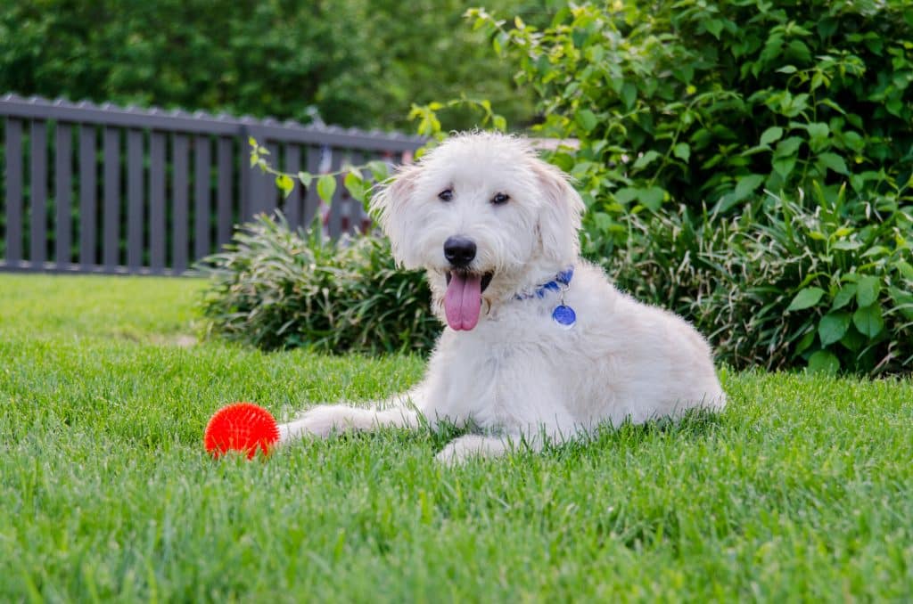 Beautiful Labradoodle dog in Texas