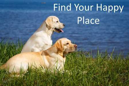 labrador retriever dogs