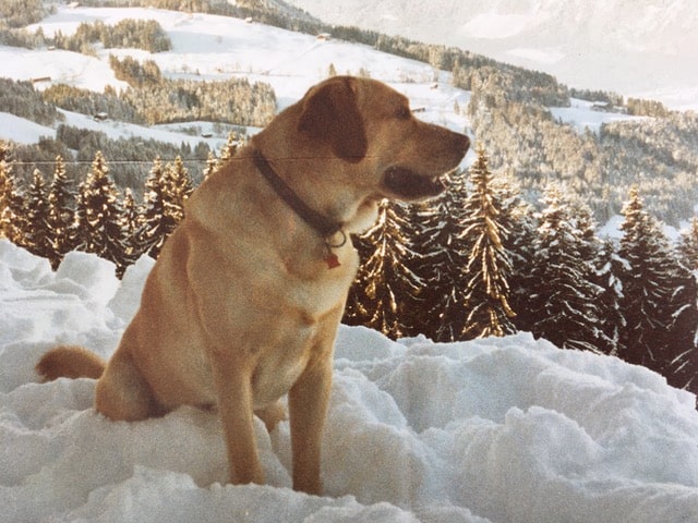 Labrador Retriever dogs