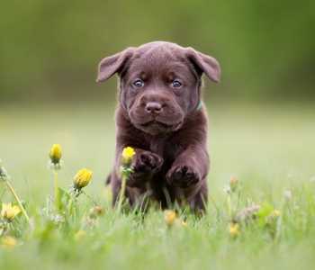 labrador retriever dogs