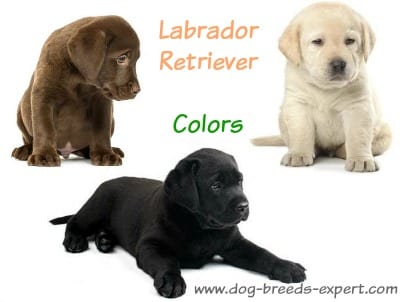 Labrador Retriever Dogs