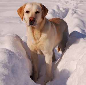 Labrador Retriever Dogs in the Snow