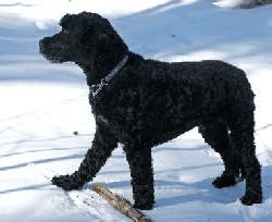 Portuguese water dog - large and non-shedding.