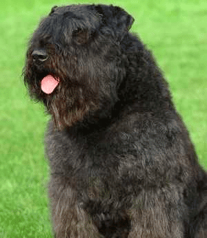 Close-up of Bouvier de Flanders