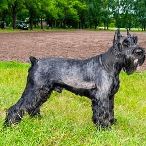 Giant Schnauzer standing at attention