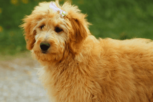 Cure Goldendoodle with ribbon