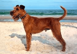 Irish Terrier at the beach