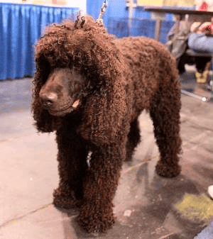 Irish Water Spaniel indoors