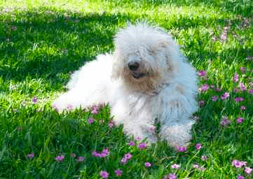 Komondor loungin in the grass