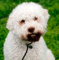 Lagotto Romagnolo