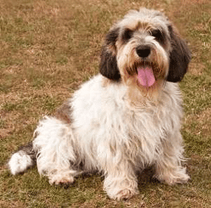 Petit Basset Griffon Vendeen