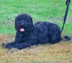 Russian Black Terrier in grass