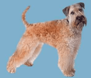 Soft Coated Wheaten Terrier