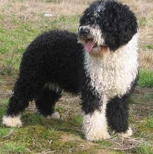 Spanish Water Dog