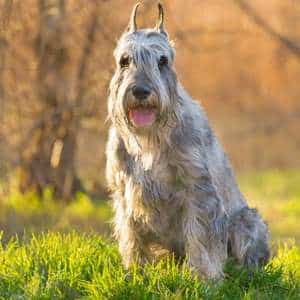 Standard Schnauzer