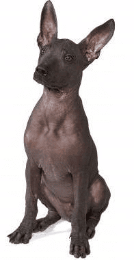 Mexican Hairless dog