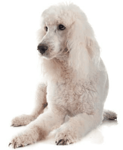 White standard poodle