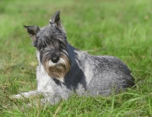 Schnauzer in the grass