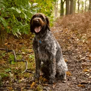 Wirehaired Pointing Griffon