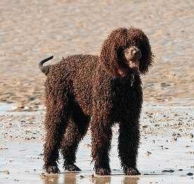 Labradoodle