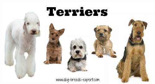 List of dog breeds