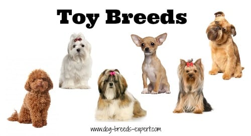 List of Dog Breeds