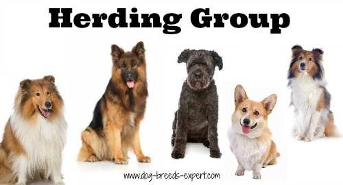 List of Dog Breeds