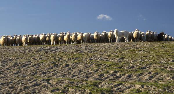 Livestock Guardian Dogs