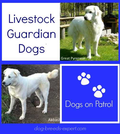 Livestock Guardian Dogs