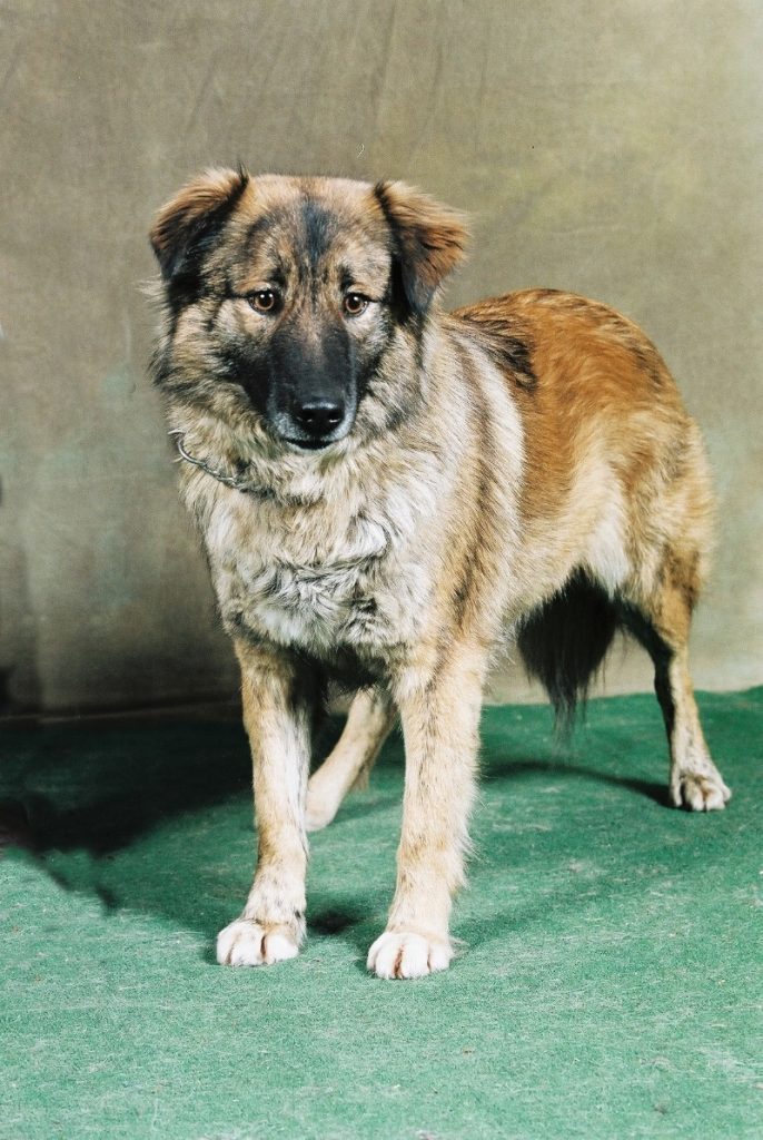 An Aidi dog standing on a green floor in a photo studio