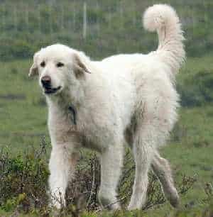 A white Akbash Dog trotting across a grassy field.