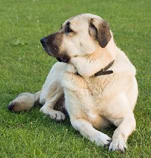 An Anatolian Shepherd Dog lying down on grass, looking over its shoulder