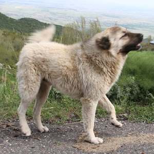 Livestock guardian dogs