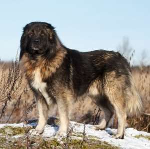 A Caucasian Shepherd dog standing on a small patch of snow, with bare trees behind