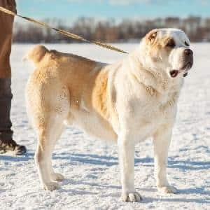 Livestock guardian dogs