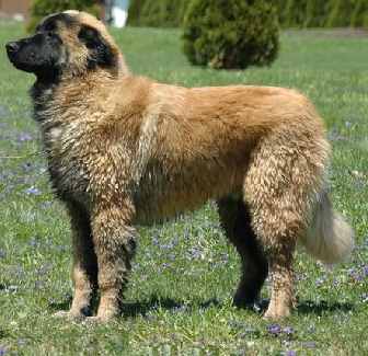 Livestock guardian dogs