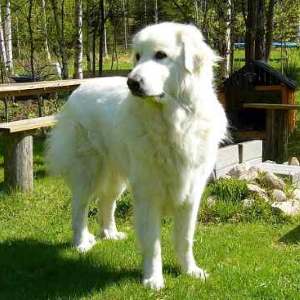 Livestock guardian dogs