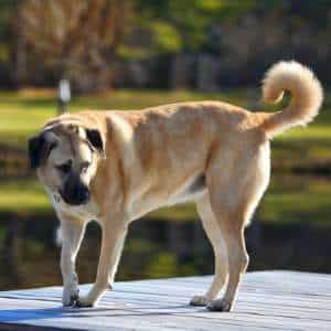 Livestock guardian dogs